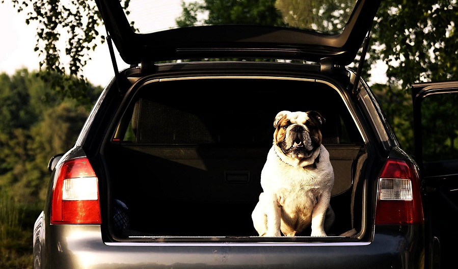 Útiles consejos para viajar con el perro en el auto